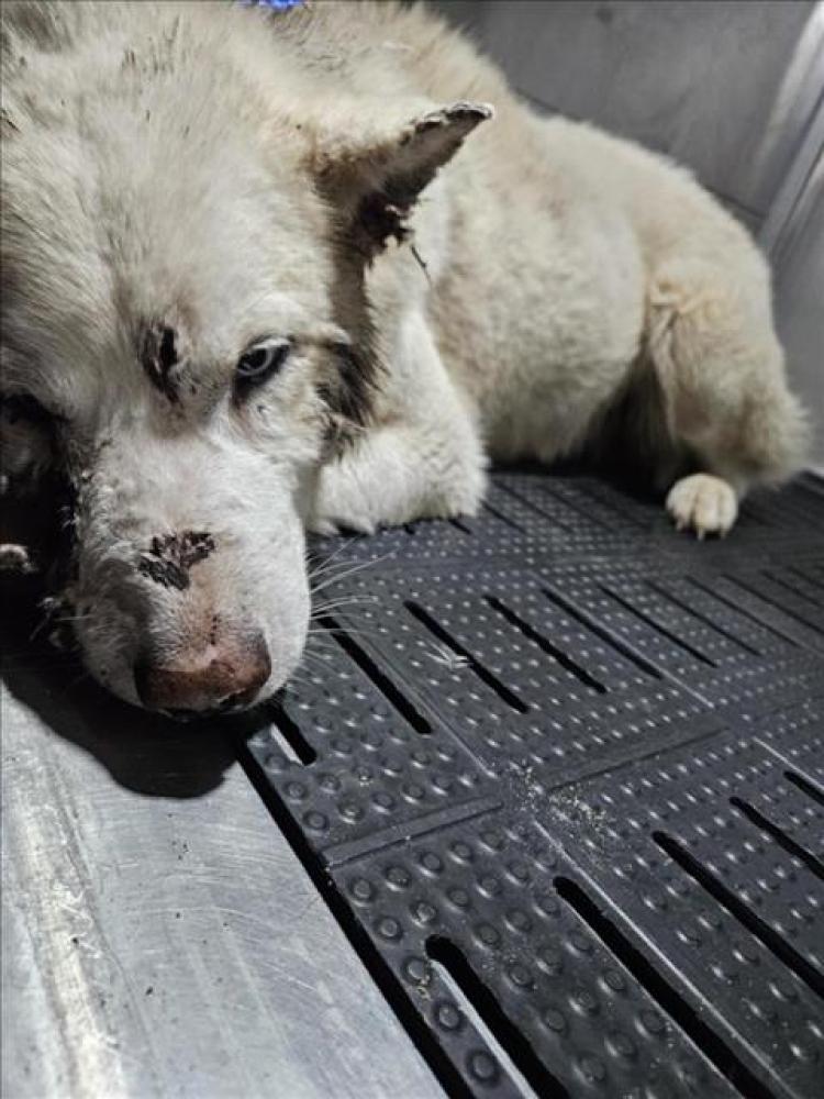 Shelter Stray Male Dog last seen Near BLOCK LAZYRIDGE DR, Austin, TX 78702