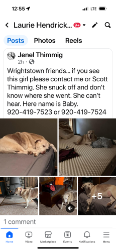 Lost Female Dog last seen Clay street Wrightstown wi, Wrightstown, WI 54180
