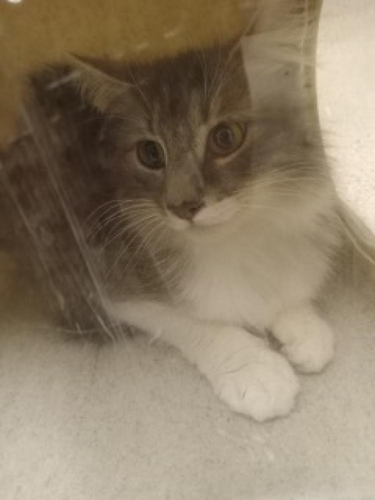 Shelter Stray Female Cat last seen Near BLOCK EL TEJON AVE, BAKERSFIELD CA 93308, Bakersfield, CA 93308