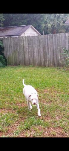 Lost Male Dog last seen Girvin Rd , Jacksonville, FL 32225