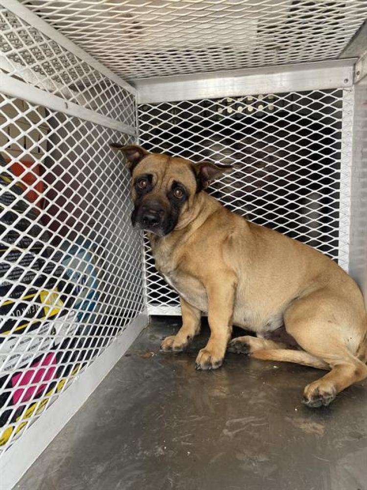 Shelter Stray Male Dog last seen Near BLOCK EL CERRITO DR, BAKERSFIELD CA 93305, Bakersfield, CA 93308