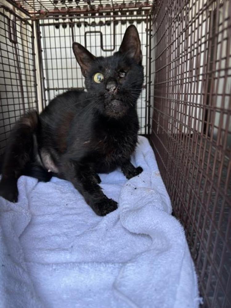 Shelter Stray Female Cat last seen Near BLOCK ZURICK DR DEL VALLE, Austin, TX 78702