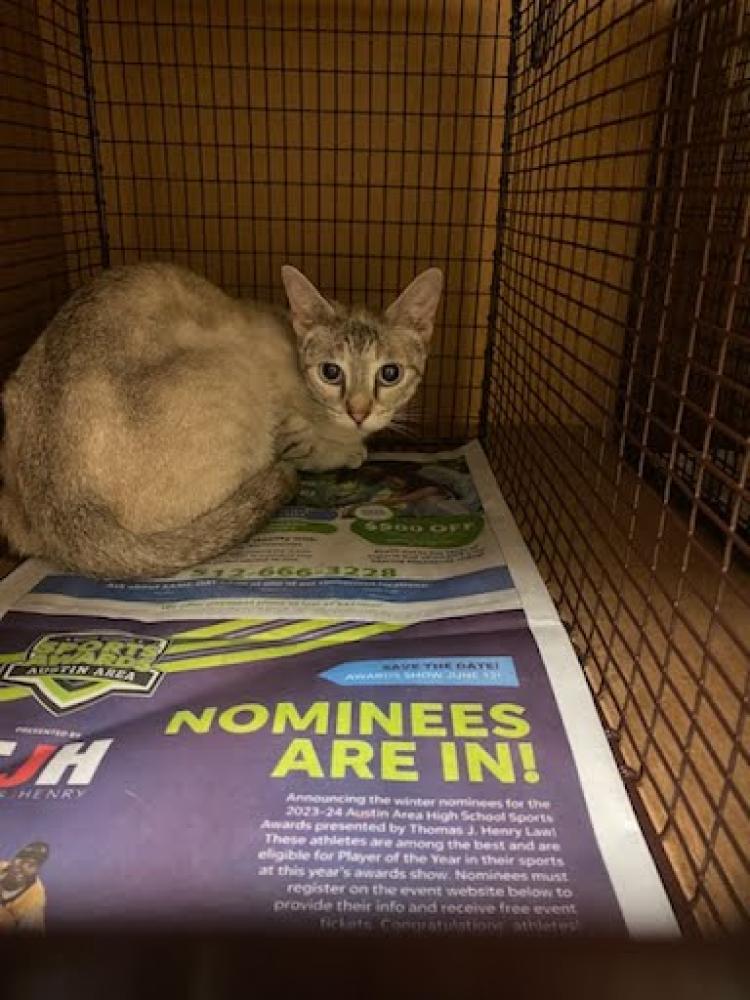 Shelter Stray Female Cat last seen Near BLOCK BLESSING AVENUE, Austin, TX 78702