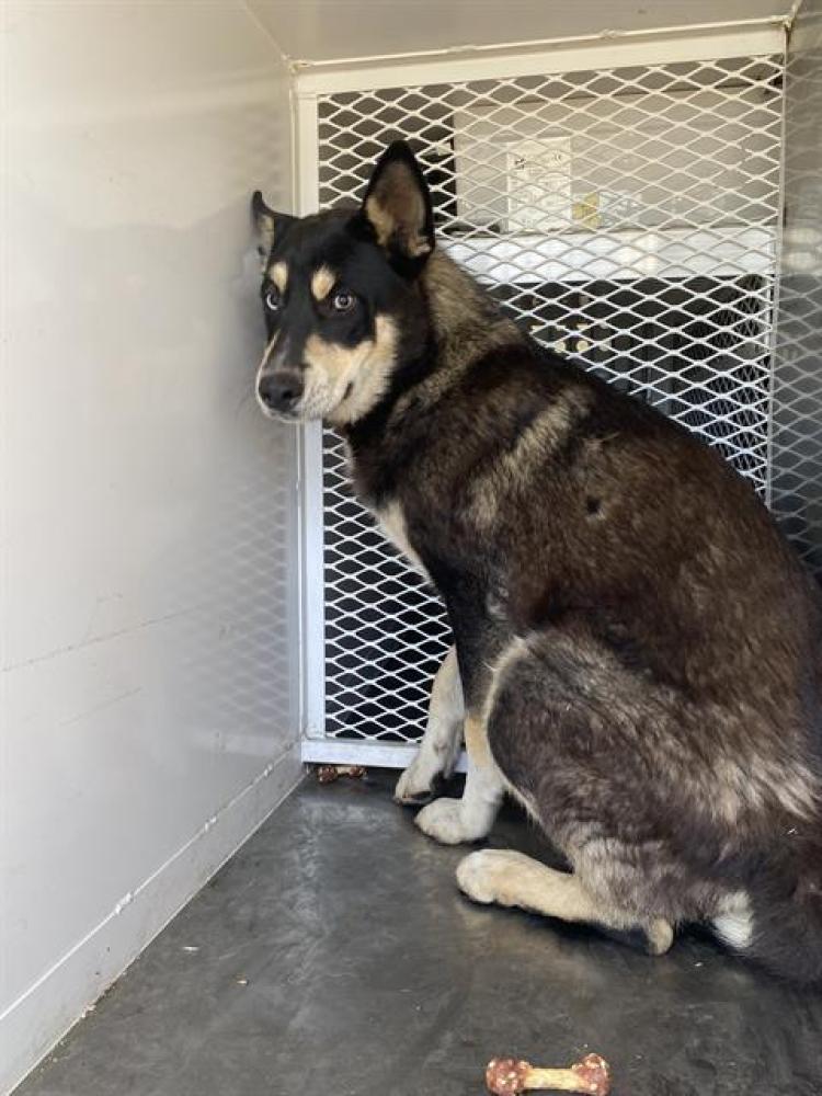 Shelter Stray Male Dog last seen Near BLOCK SPARLING AVE, BAKERSFIELD CA 93307, Bakersfield, CA 93308
