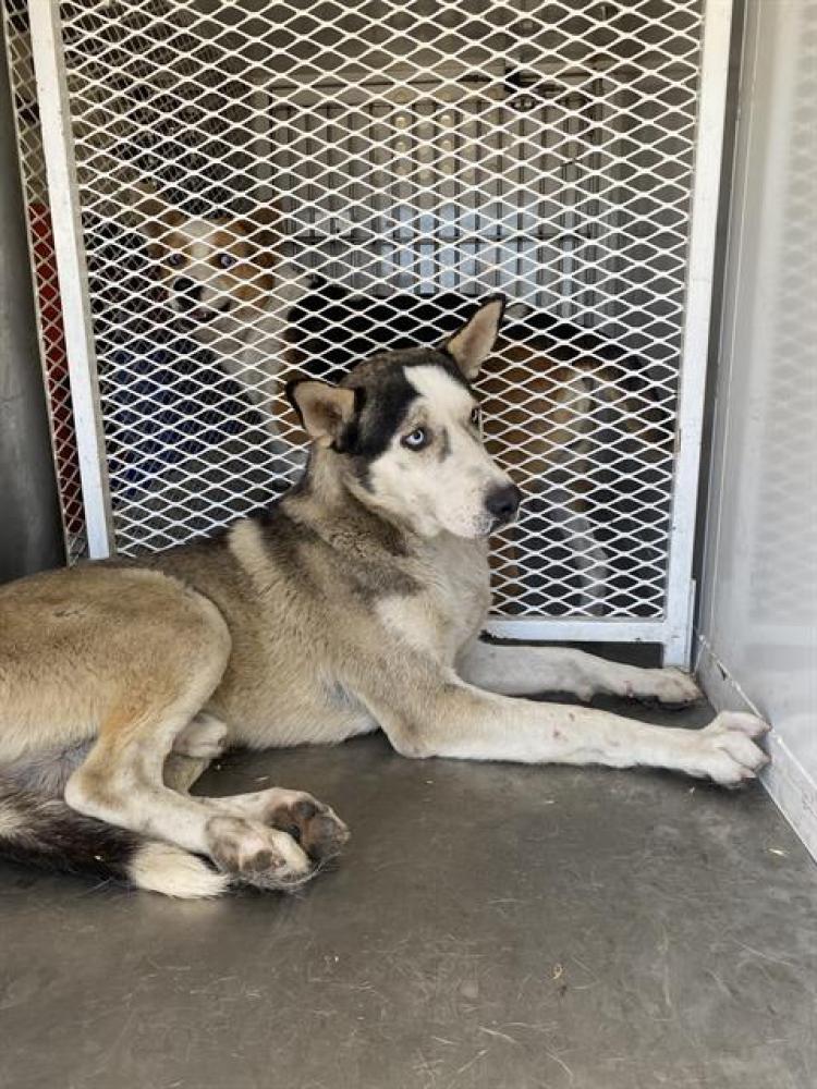 Shelter Stray Male Dog last seen Near BLOCK SPARLING AVE, BAKERSFIELD CA 93307, Bakersfield, CA 93308
