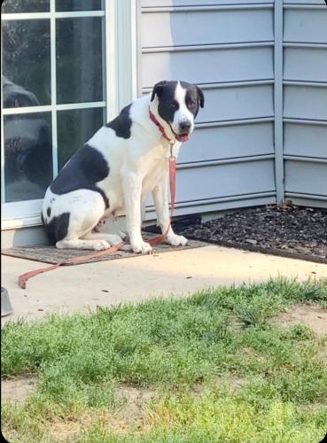 Lost Female Dog last seen Brooke point ct, Stafford County, VA 22554