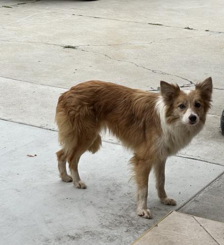 Found/Stray Unknown Dog last seen Mulvane St, La Puente, CA 91744