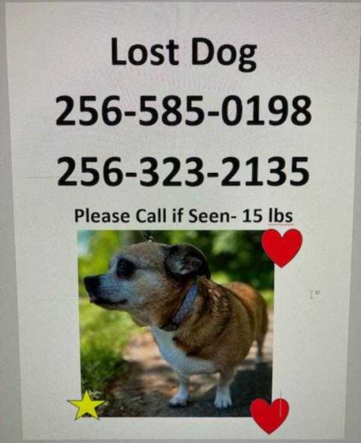 Lost Male Dog last seen Shades Rd/Mountain Gap/Bailey Cove , Huntsville, AL 35803