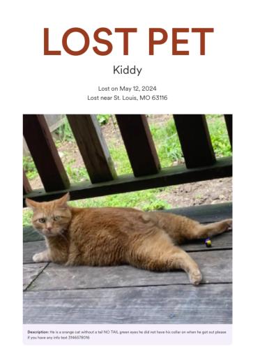Lost Male Cat last seen Beethoven ave Morgan ford and gravios, St. Louis, MO 63116