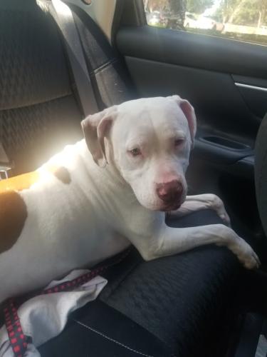 Found/Stray Male Dog last seen Oakbend Dr and Stemmons Freeway in the Total Wine Parking Lot, Lewisville, TX 75067