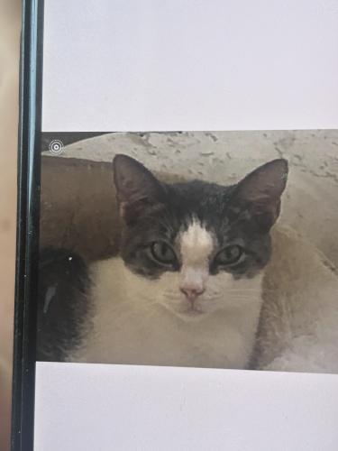 Lost Female Cat last seen Polo Club Portofino, Delray Beach, FL 33484
