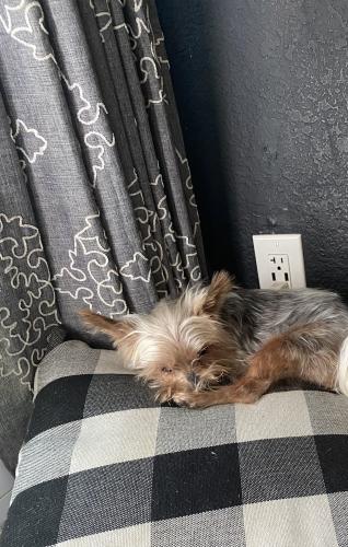 Lost Male Dog last seen 9th ave north and 72nd st, St. Petersburg, FL 33710