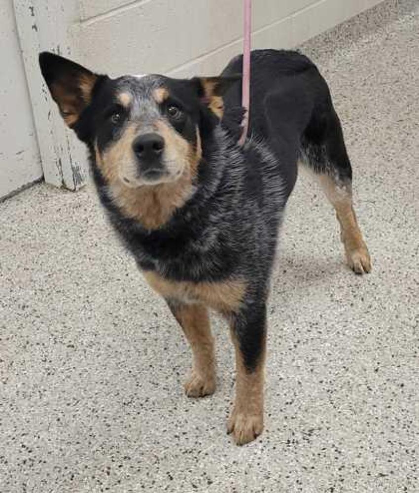 Shelter Stray Male Dog last seen NE Briarcliff Pkwy and N Grand Ave KCMO 64116, 64116, MO, Kansas City, MO 64132