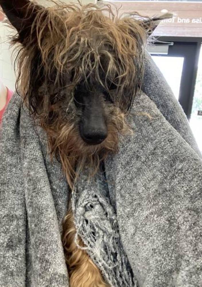 Shelter Stray Female Dog last seen Barringer Foreman Rd 70809, 70809, LA, Baton Rouge, LA 70820