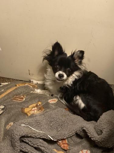 Lost Female Dog last seen Behind the post office in benicia, Benicia, CA 94510