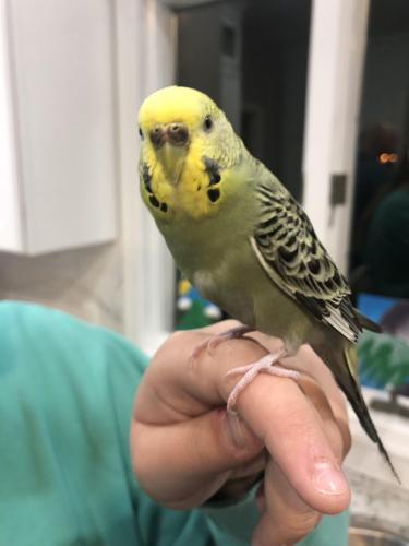 Lost Female Bird last seen Red Top Rd & Route 39, Dauphin County, PA 17036