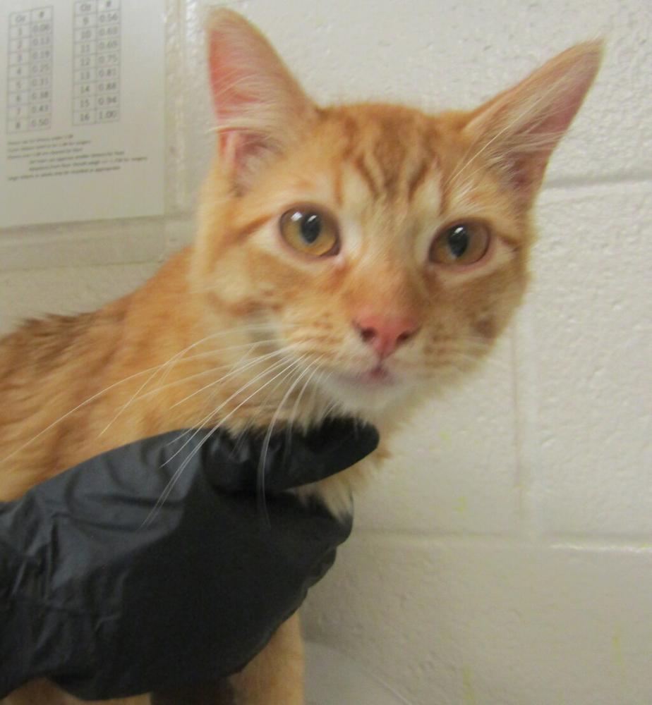 Shelter Stray Male Cat last seen Havisham Court, WAKE FOREST, NC, 27587, Raleigh, NC 27610