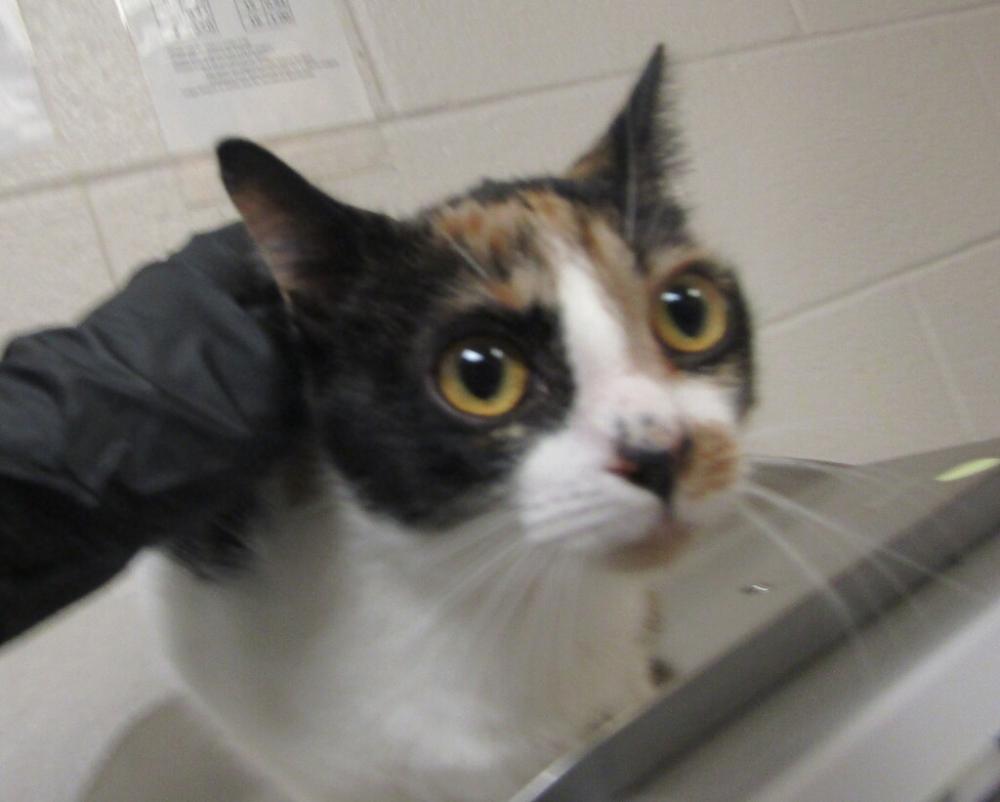 Shelter Stray Female Cat last seen Havisham Court, WAKE FOREST, NC, 27587, Raleigh, NC 27610