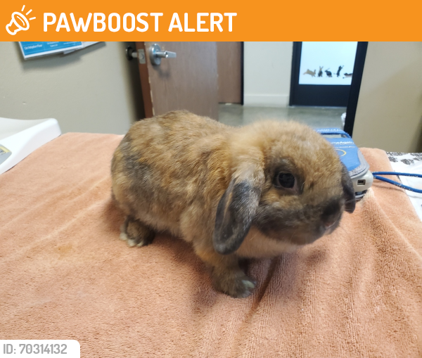 Shelter Stray Female Rabbit last seen Near Airport Road, Oceanside, CA, 92058, San Diego, CA 92110