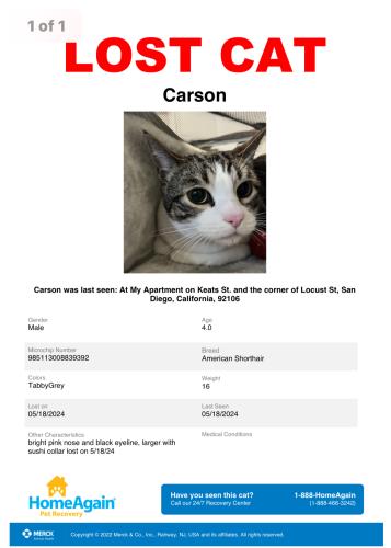 Lost Male Cat last seen Near Keats St 92106, San Diego, CA 92106