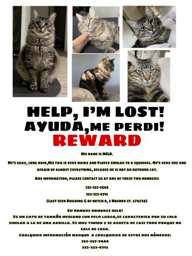 Lost Male Cat last seen Notch8 apmts, Tacoma, WA 98444