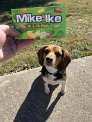 Lost Female Dog last seen Bohannon rd. Boaz, Al., Marshall County, AL 35964
