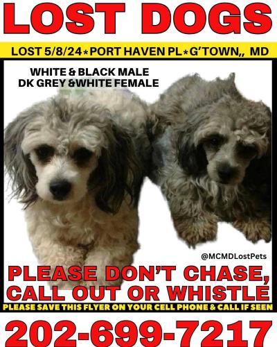 Lost Female Other last seen Por haven pl germantown , Germantown, MD 20874