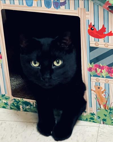 Lost Male Cat last seen Near Crescent Place, Springer Avenue, Bronx River Road, Yonkers, NY 10704