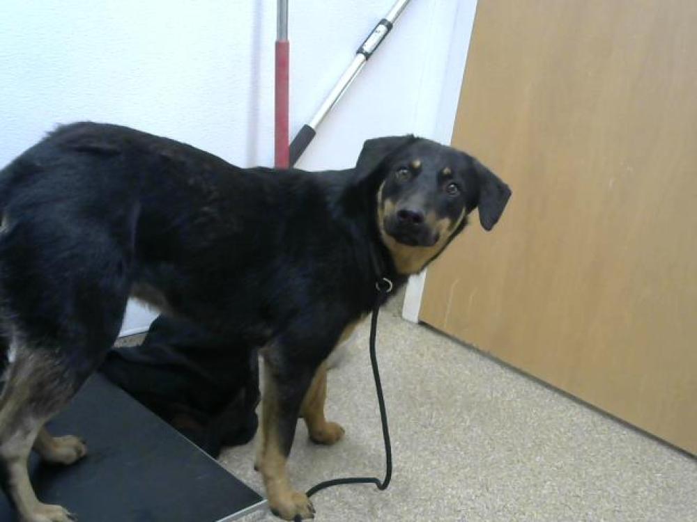 Shelter Stray Male Dog last seen Near BLOCK COORS BLVD SW, Albuquerque, NM 87105