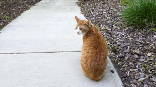 Lost Male Cat last seen Around South Bay Galleria Mall, Lawndale, CA 90260