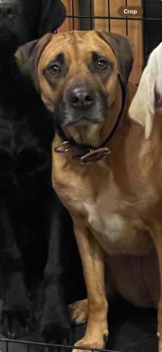 Lost Female Dog last seen Phone Grove Road,  Jerry’s Road,  Eden Mill, Rosemary Way,  Route 164, Harford County, MD 21154