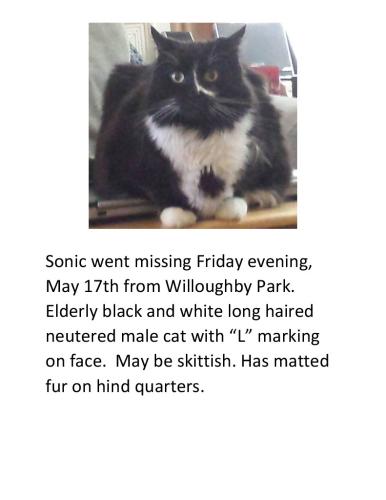 Lost Male Cat last seen Willoughby Park, Greenville, NC 28590