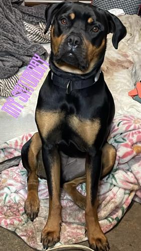 Lost Female Dog last seen Crescent and sumner st in cypress, Cypress, CA 90630