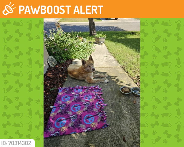 Shelter Stray Unknown Dog last seen San Antonio, TX 78253, San Antonio, TX 78229