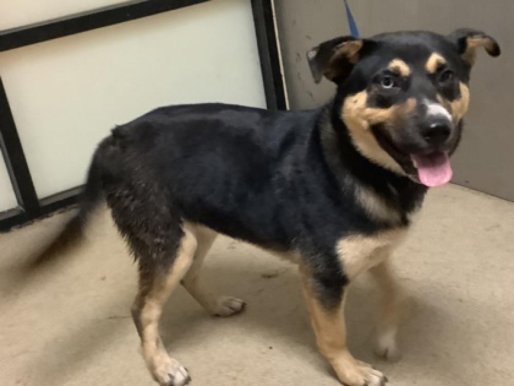 Shelter Stray Female Dog last seen Fort Worth, TX 76135, Fort Worth, TX 76119