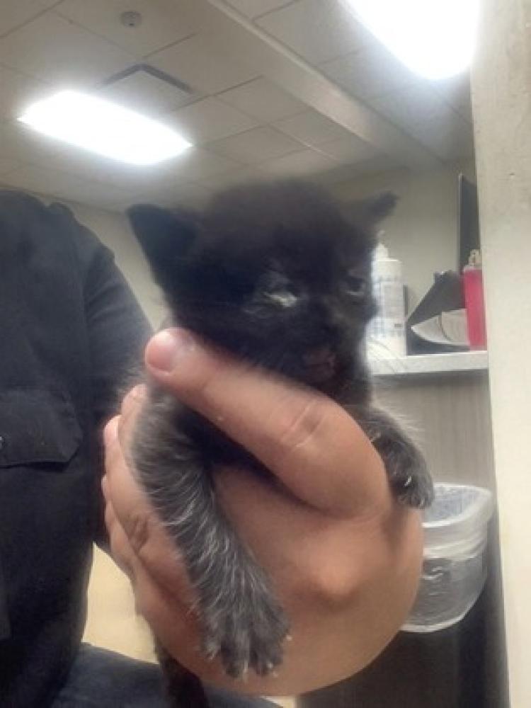 Shelter Stray Female Cat last seen , TX , Fort Worth, TX 76119