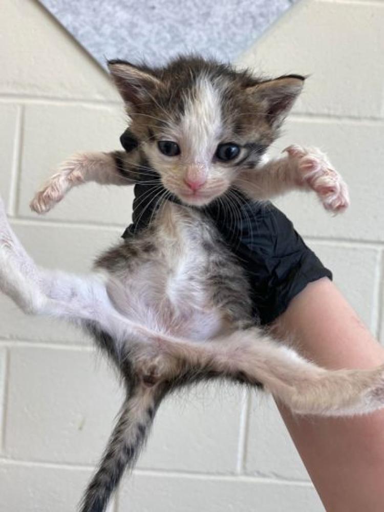 Shelter Stray Male Cat last seen Near Wylie Dr, 70808, LA, Baton Rouge, LA 70820
