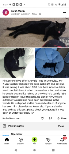 Lost Male Cat last seen Rice Street and Gramsie Road, Shoreview, MN 55126