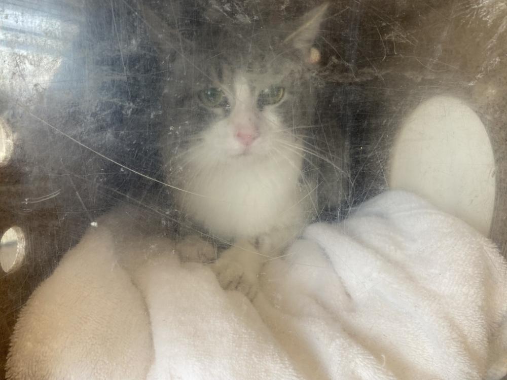 Shelter Stray Male Cat last seen Near W Country Classic Drive, Bluffdale, UT, 84065, Salt Lake City, UT 84123