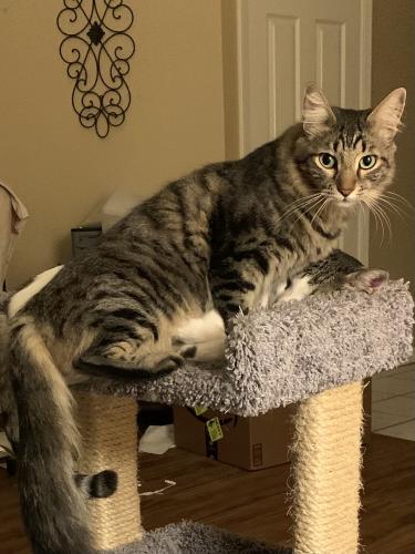 Lost Male Cat last seen Claremont and Balfour, Brentwood, CA 94513