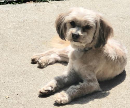 Lost Male Dog last seen State st and Perryville Rockford Illinois, Rockford, IL 61103