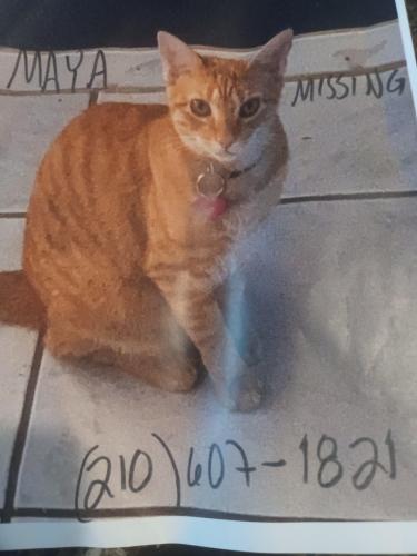 Lost Female Cat last seen Alisa Brooke & Addersley Dr, San Antonio, TX 78254