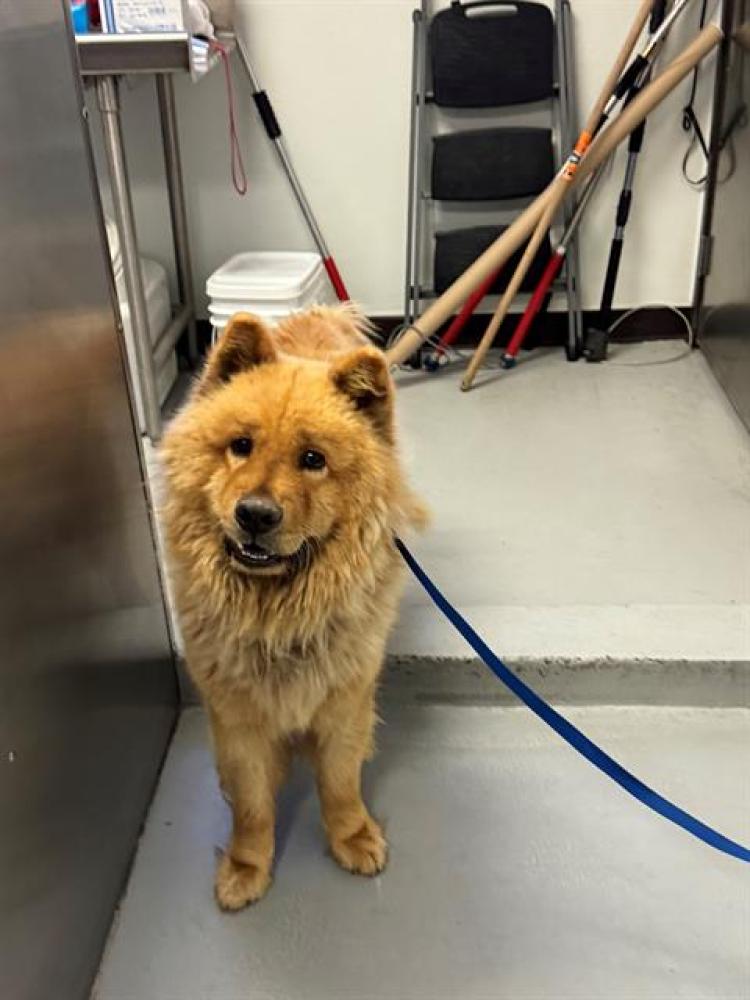 Shelter Stray Male Dog last seen CALIFORNIA/ S ST, BAKERSFIELD, CA, Bakersfield, CA 93307