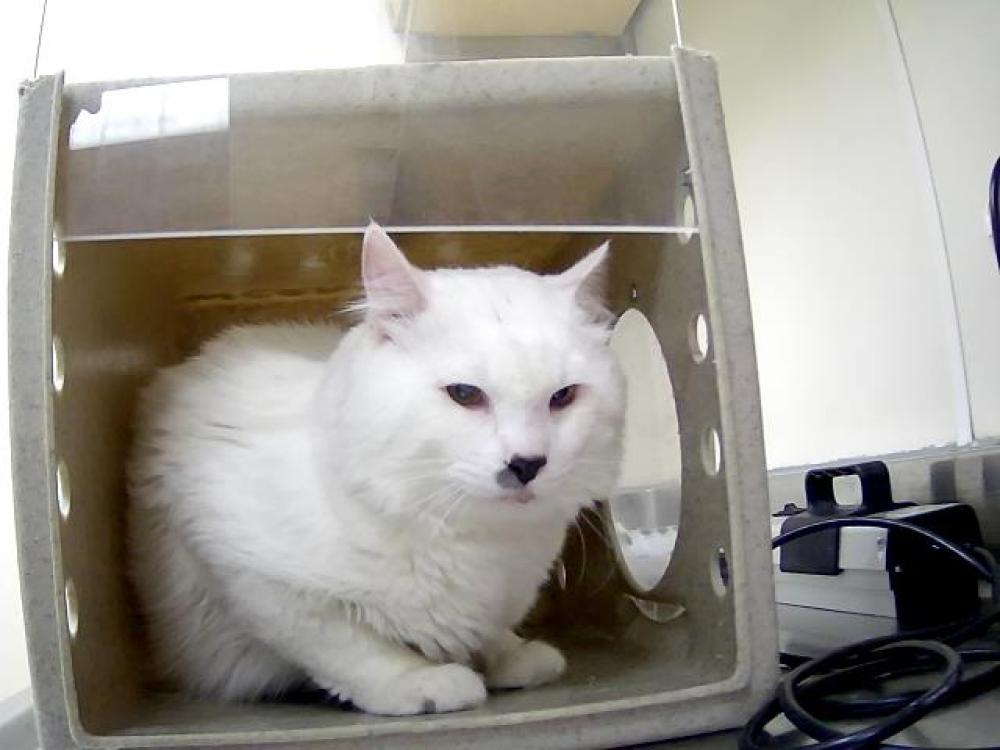 Shelter Stray Male Cat last seen Near PAN AMERICAN WAY, RENO NV 89506, Reno, NV 89502