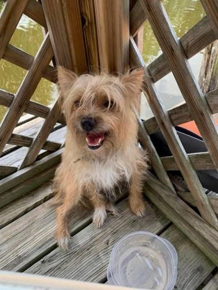 Shelter Stray Male Dog last seen Near BLOCK NW 11 ST, COCONUT CREEK FL 33066, Davie, FL 33312