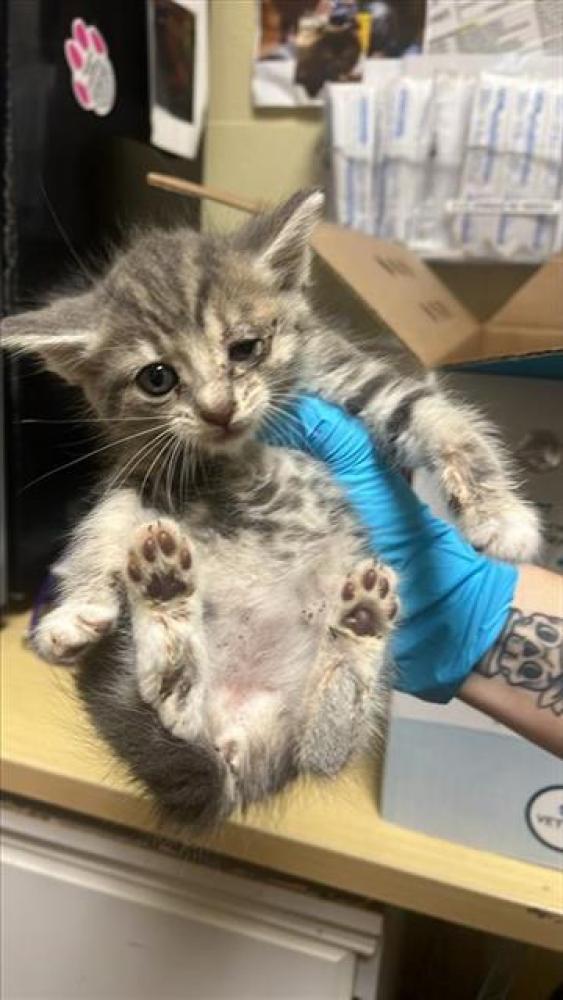 Shelter Stray Female Cat last seen 6TH AVE & 33RD ST, Sacramento, CA 95818