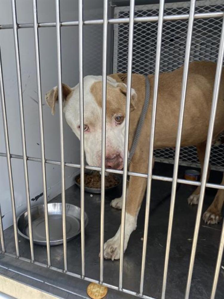 Shelter Stray Male Dog last seen Near BRECKENRIDGE RD, BAKERSFIELD CA 93306, Bakersfield, CA 93308