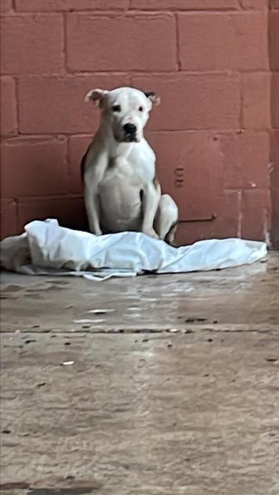 Shelter Stray Female Dog last seen Near BLOCK DURWOOD ST, Austin, TX 78702