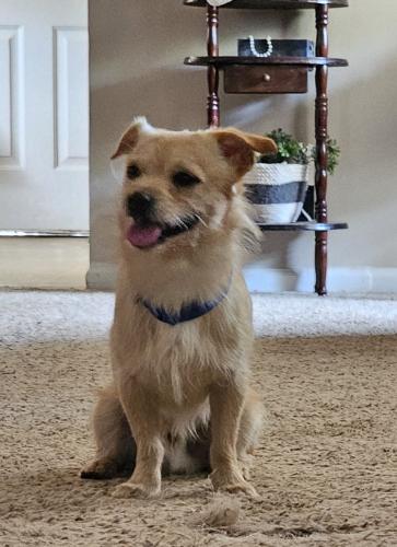Lost Male Dog last seen Sherwood Rd Easley, SC- Whispering Pines Subdivision , Pickens County, SC 29641