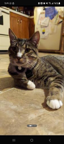 Lost Male Cat last seen Millstone Rd & Kleinfeltersville Rd, Clay Township, PA 17578